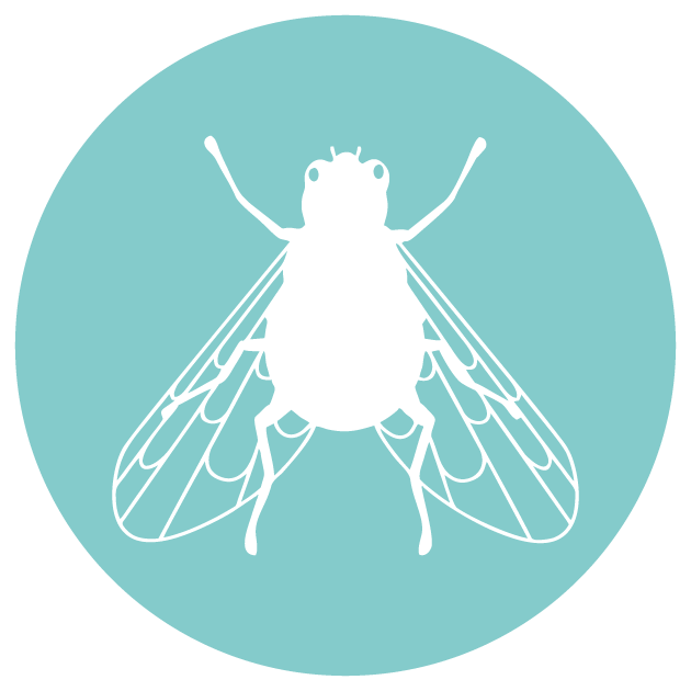 Fly Control in Riyadh