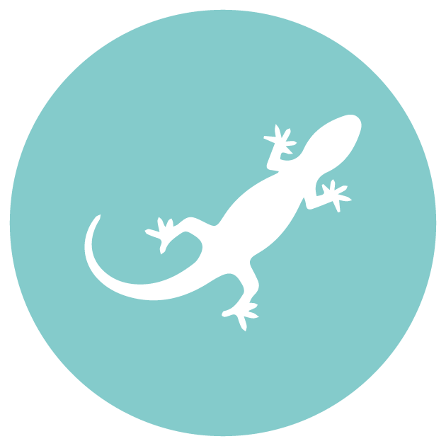 Lizards Control in Riyadh