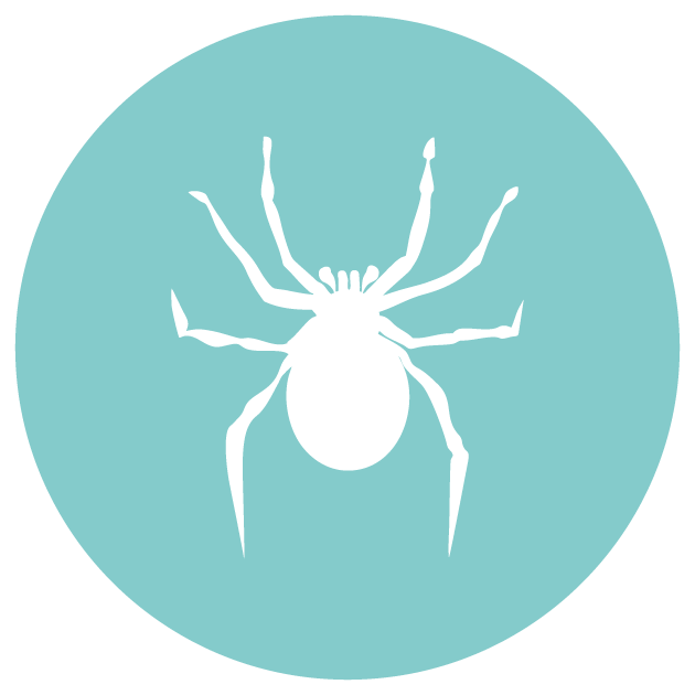 Spider Control in Riyadh