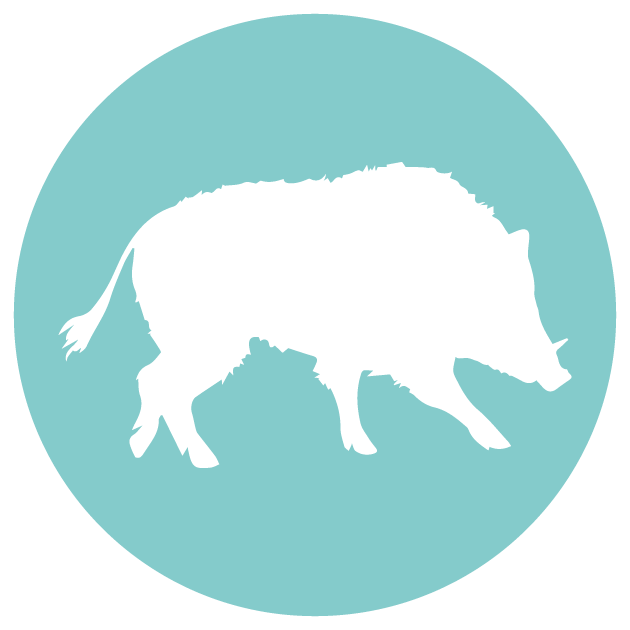 Wildlife Management in Riyadh